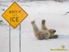 funny-polar-bear-pic-img121.jpg